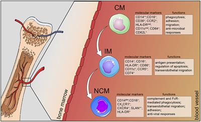 Human Monocyte Subsets and Phenotypes in Major Chronic Inflammatory Diseases